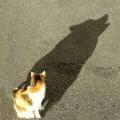Cat with wolf shadow thumb