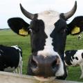 Cow and faces illusion thumb