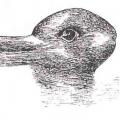 Duck Rabbit Illusion thumb