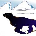 Polar Bear Seal Illusion thumb