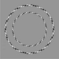 Striped Circles Illusion thumb