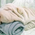 Towels Dog thumb