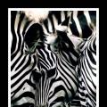 Zebra illusion thumb